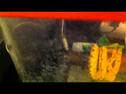 Biak Green Tree Python enclosure setup
