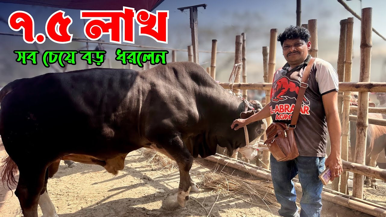 আকরাম ভাই এর শেষ মুহূর্তে ও ২ গরুর ডিল! 🔥 | Aricha Ghat Cow Market 17 February 2026 | Final Part