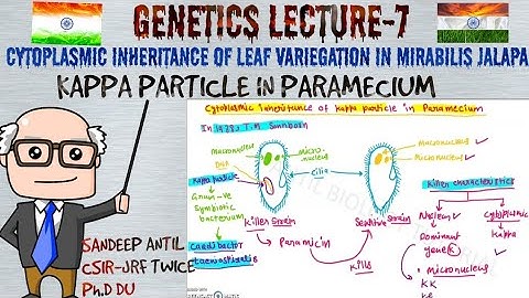 Cytoplasmic inheritance of leaf variegation in Mirabilis jalapa and Kappa particle in Paramecium.