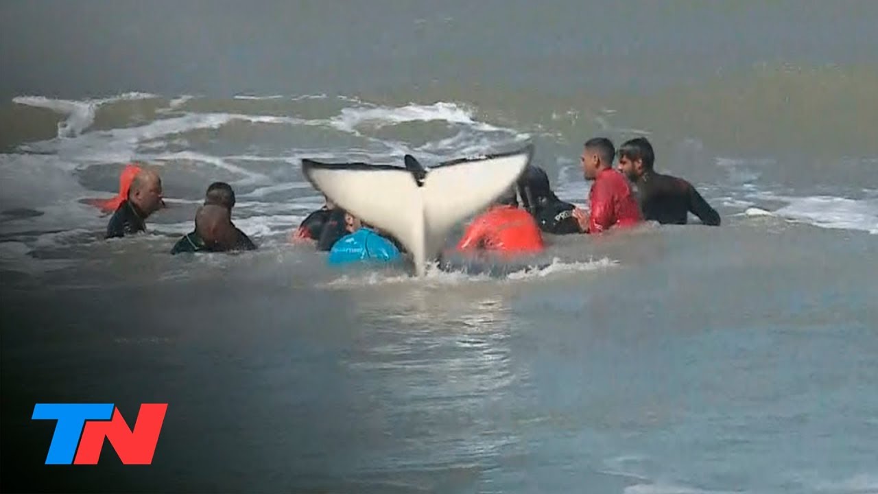 Impresionante intento de rescate de orcas en Mar Chiquita