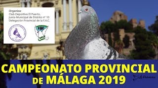 Colombicultura Razas Provincial Málaga 2019
