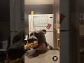 Hungry Dogs Are Unpredictable 💀😭