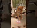 おすわりと待てを習得した柴犬♯shorts♯柴犬♯子犬♯草イヌ♯おすわり♯まて♯よし