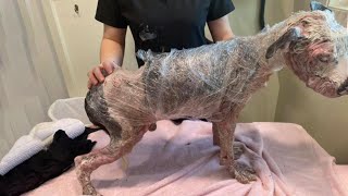 Amazing transformation of a puppy was mistreated long time then dumped on the field!