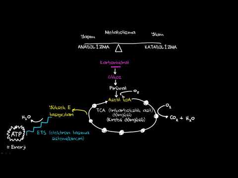 Metabolizma (Biyoloji) (Sağlık Bilgisi ve Tıp)