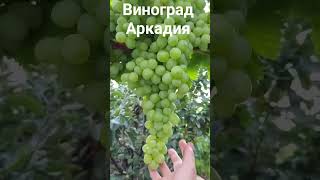 Виноград Аркадия. Обязательно  посадите!