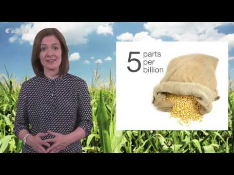 Vídeo: Quins Cereals Són Recomanats Pels Nutricionistes