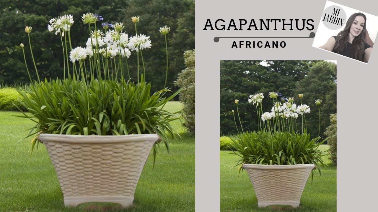 AGAPANTHUS AFRICANO - YouTube