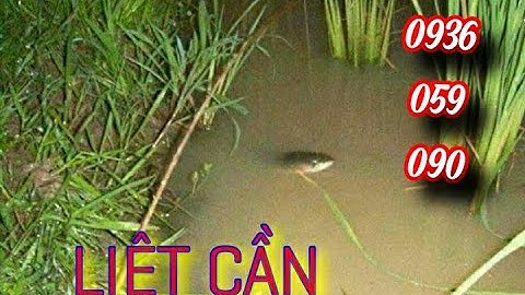 6/10: Bán cần câu cắm cá lóc bằng tre gai. 0936059090