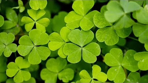 Quale porta fortuna il quadrifoglio o il trifoglio?