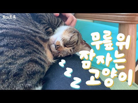 [장난감 나라의 트론이] <strong>EP</strong>. 85 무릎 위 고양이 │ <strong>Cat</strong> on the Lap