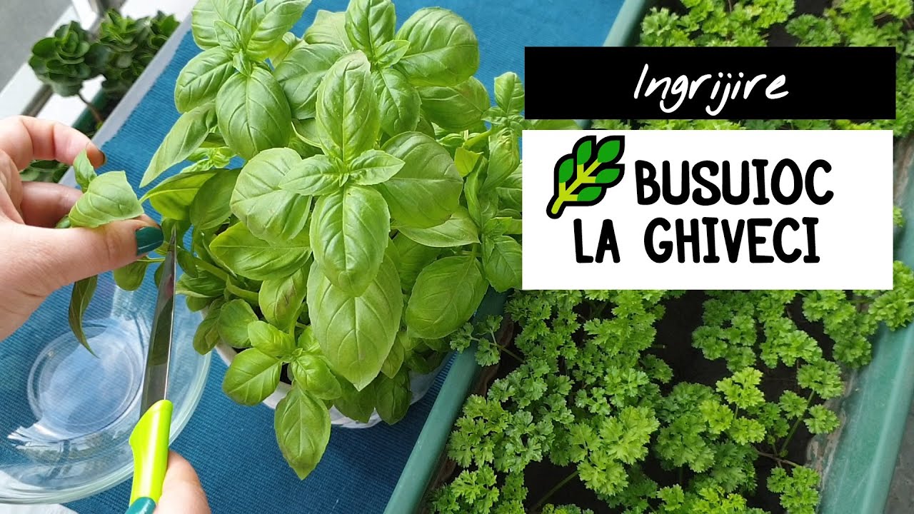 Plante aromatice | Ingrijire Busuioc la ghiveci | Plantare, tundere si inmultire 🌿