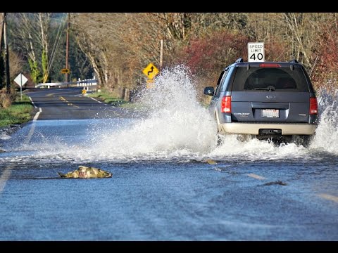 Skokomish River salmon cross the road/Part 2