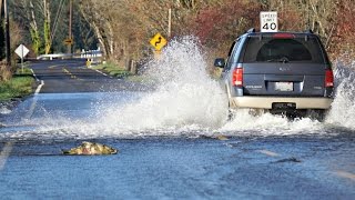 Skokomish River salmon cross the road/Part 2