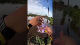 paket 5 pcs soft frog campur #fishing #chastinggabus #paket5pcssoftfeog