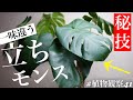 モンステラの普通じゃない植え替えを解説します【木立着生】