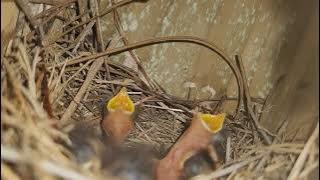 Baby Blue Birds Waiting To Get Fed