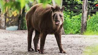 tapir's way of walking 120