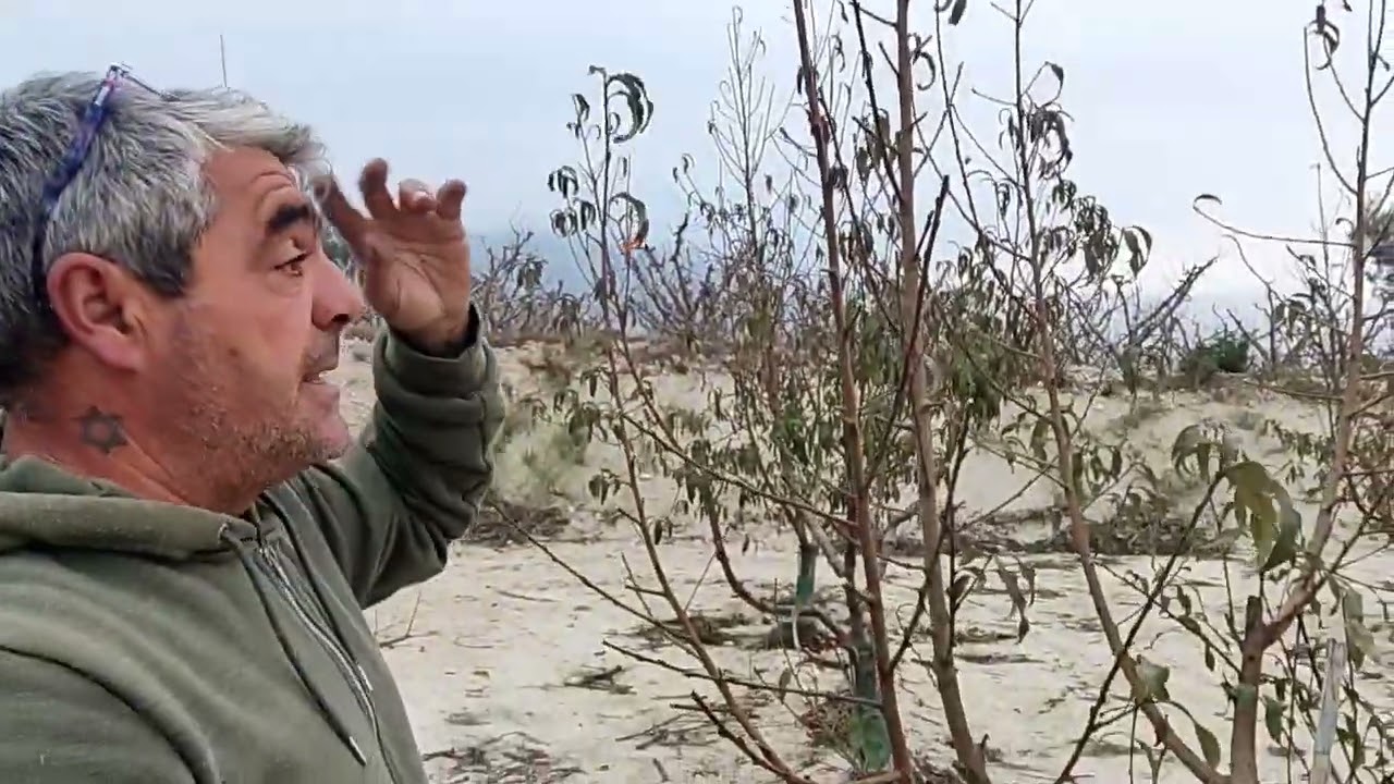 Poda de árboles de nectarinas de un año