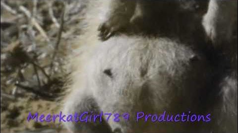 Animash- See You Again {Full Version}