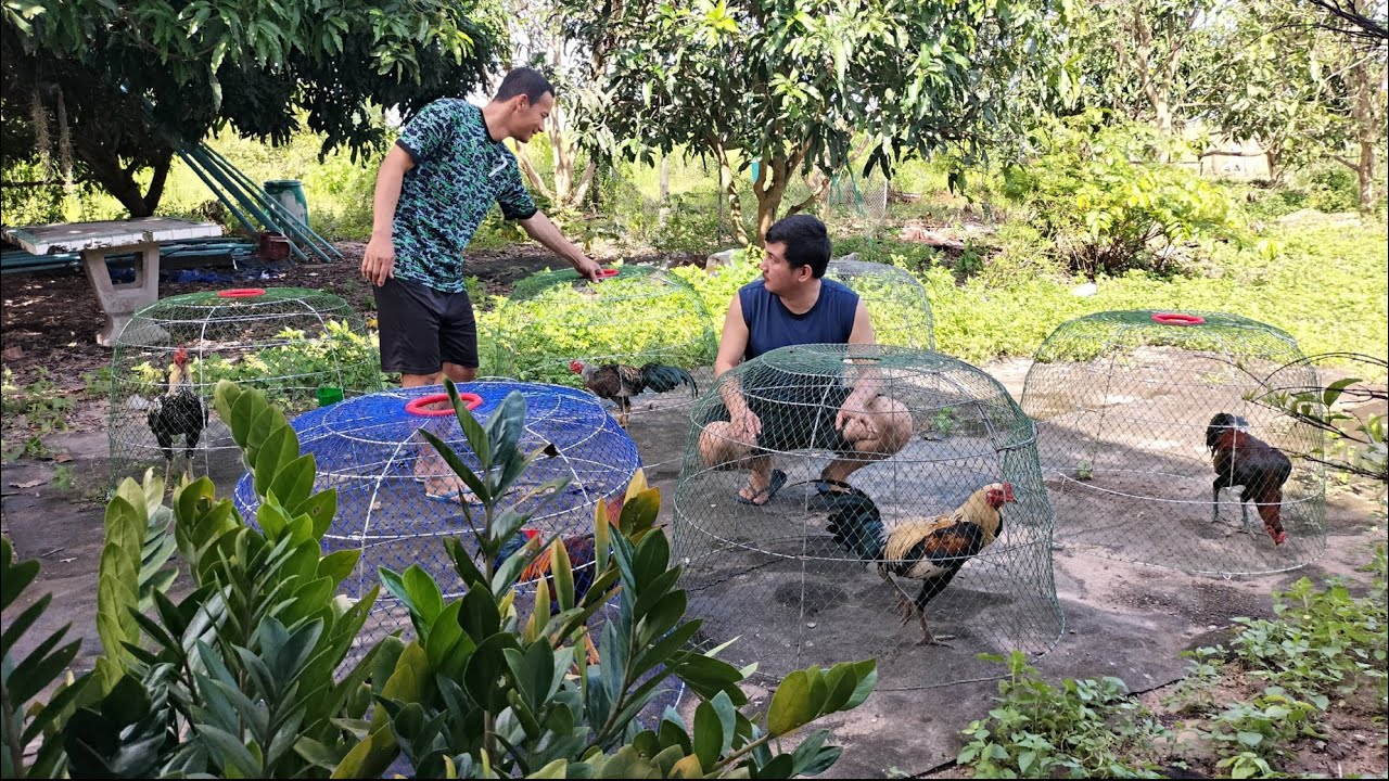 พาเที่ยวชมดูไก่ซุ้มหลักไก่ภูธรบ้านๆ#ไก่ชนพม่า#ซุ้มเพชรไพบูลย์