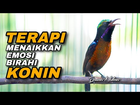 MASTERAN KOLIBRI NINJA GACOR FULL ISIAN TONJOLAN MEWAH !! PANCINGAN KONIN BONGKAR ISIAN SULTAN