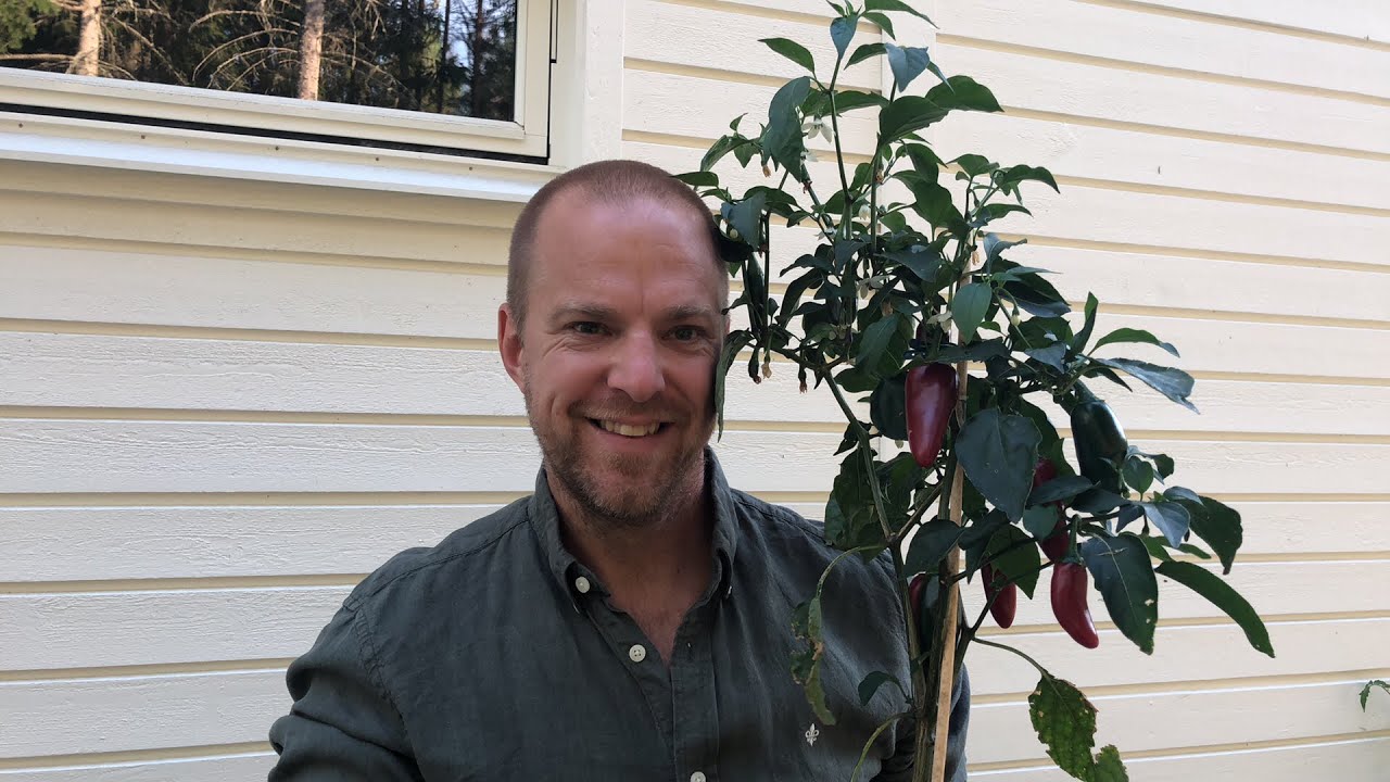 LIVE: Vi testar chilin jag odlat