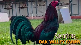 Sacatiras - Oak Valley Farms