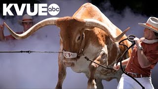 Bevo barred from Mercedes-Benz Stadium sideline for the second time this month