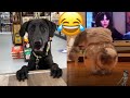 Funny Animals 2022 😹🐶 - The Best Funny Animal Videos for Watching in 2022 🤣😂