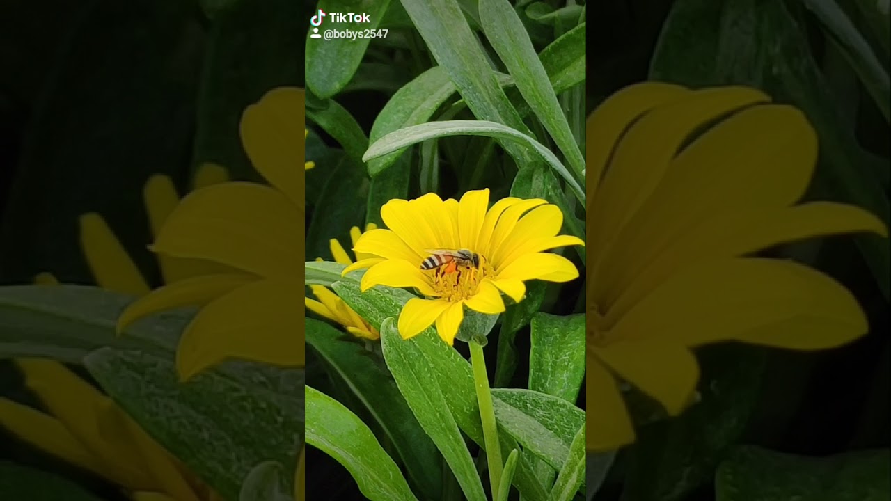 Flower WhatsApp status YouTube