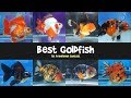 Best Quality Goldfish Contest - Ranchu, Oranda, Ryukin