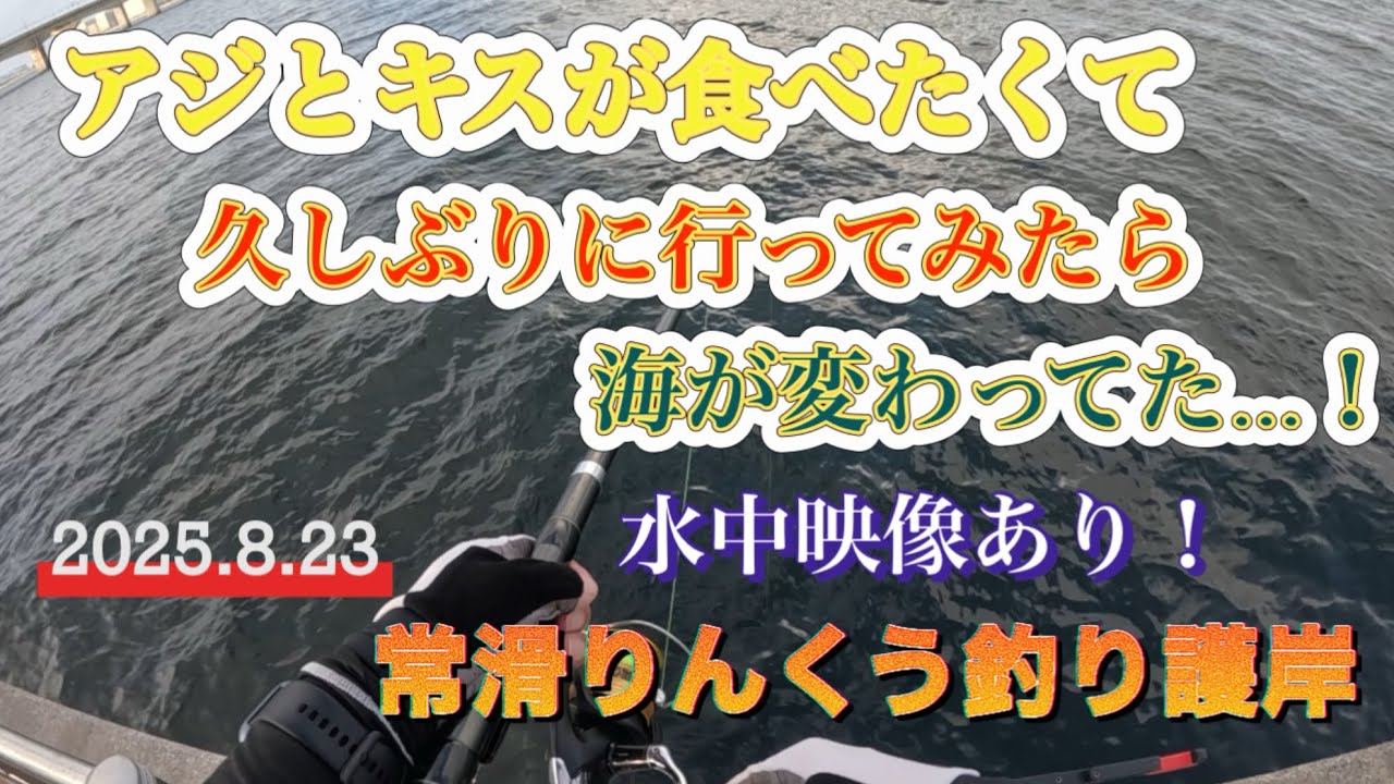 【常滑りんくう釣り護岸】アジとキスが食べたくて久しぶりに行ってみたら海が変わってた…！