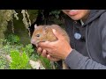 Como trampear rata de monte y preparar una comida exótica 