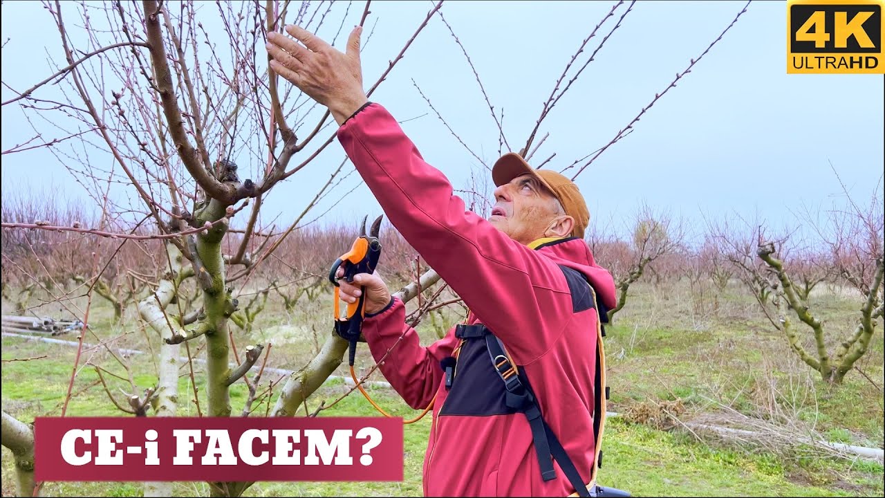 Co robimy z nieciętą brzoskwinią przez wiele lat?!🌳✂️