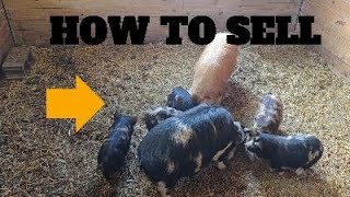 How to Sell Piglets