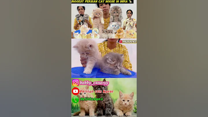 Watch the video about Just 8499/-Fawn and Russian blue colour Persian cat ah,ph 9952826902📱#tamilnadu #karnataka #kerala