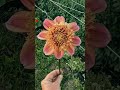 Sandia Brocade 🦊🌸🦊 #flowers #dahlia #flowerfield