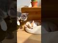 Mischievous Cat's Genius Wake Up Trick on Dog #funny #shorts #catprank
