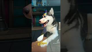 Si zaiko était un personnage Disney : dog husky foryou