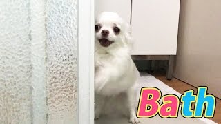 【Dog 【when I want to take a bath】 I want to enter too! Chihuahua