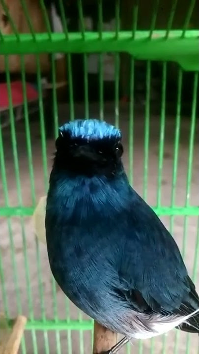 Burung sikatan ninon/selendang biru isian