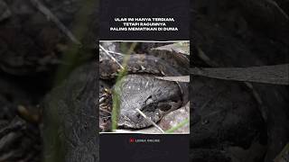 Death Adder Snake: Si Ular Pendiam Paling Mematikan #shorts #animals