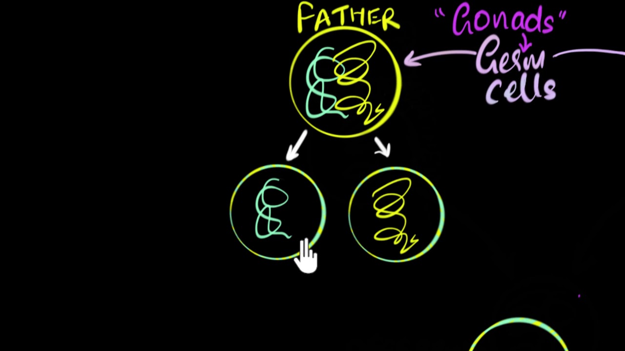 Germ cells, gametes & sexual reproduction | How do organisms reproduce | Biology | Khan Academy