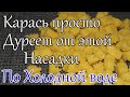 Лови по Холодной воде! Насадка на Карася. Карась Карп Сазан. Рыболовная Насадка для Карася.