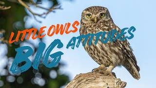 I spent one week with LITTLE OWLS - This is what happened