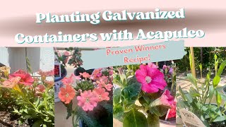 Growing Proven Winners Acapulco Recipe in Zone 8 Galvanized Container Garden