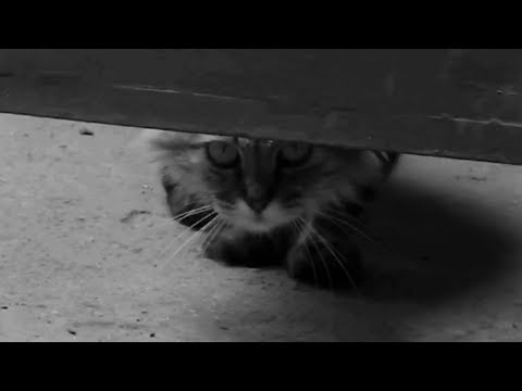 Video: Sấm Sét Phobias In Cats
