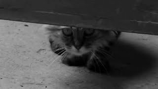 Короткометражка, ужасы FEAR AND CATS (AILUROPHOBIA) Короткометражка, ужасы FEAR AND CATS (AILUROPHOBIA)