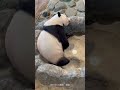 冷やしパンダ🐼🍁楓浜ちゃん